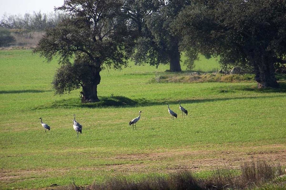 El Viso celebrará el VI Festival de la Grulla con un homenaje a los sanitarios y sanitarias de Los Pedroches