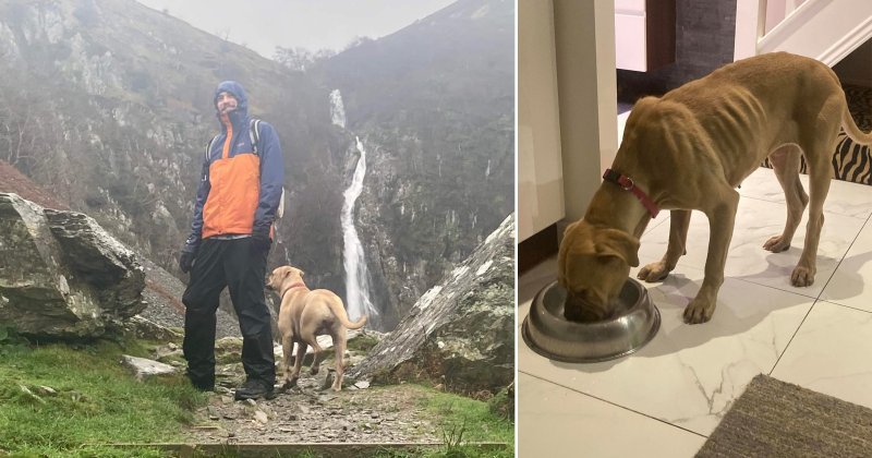 El perro de una familia sobrevive dos semanas solo en las montañas galesas tras perderse durante un paseo