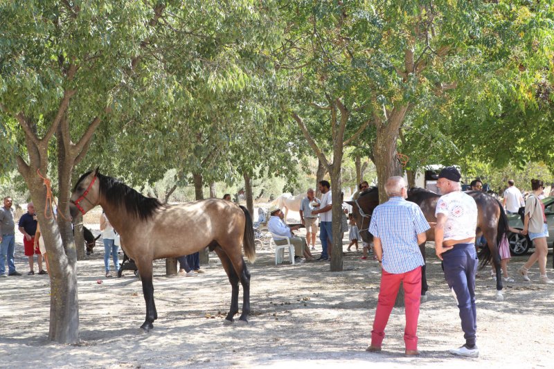 Éxito en la 16ª edición de la Feria del Ganado Tradicional de Lucena