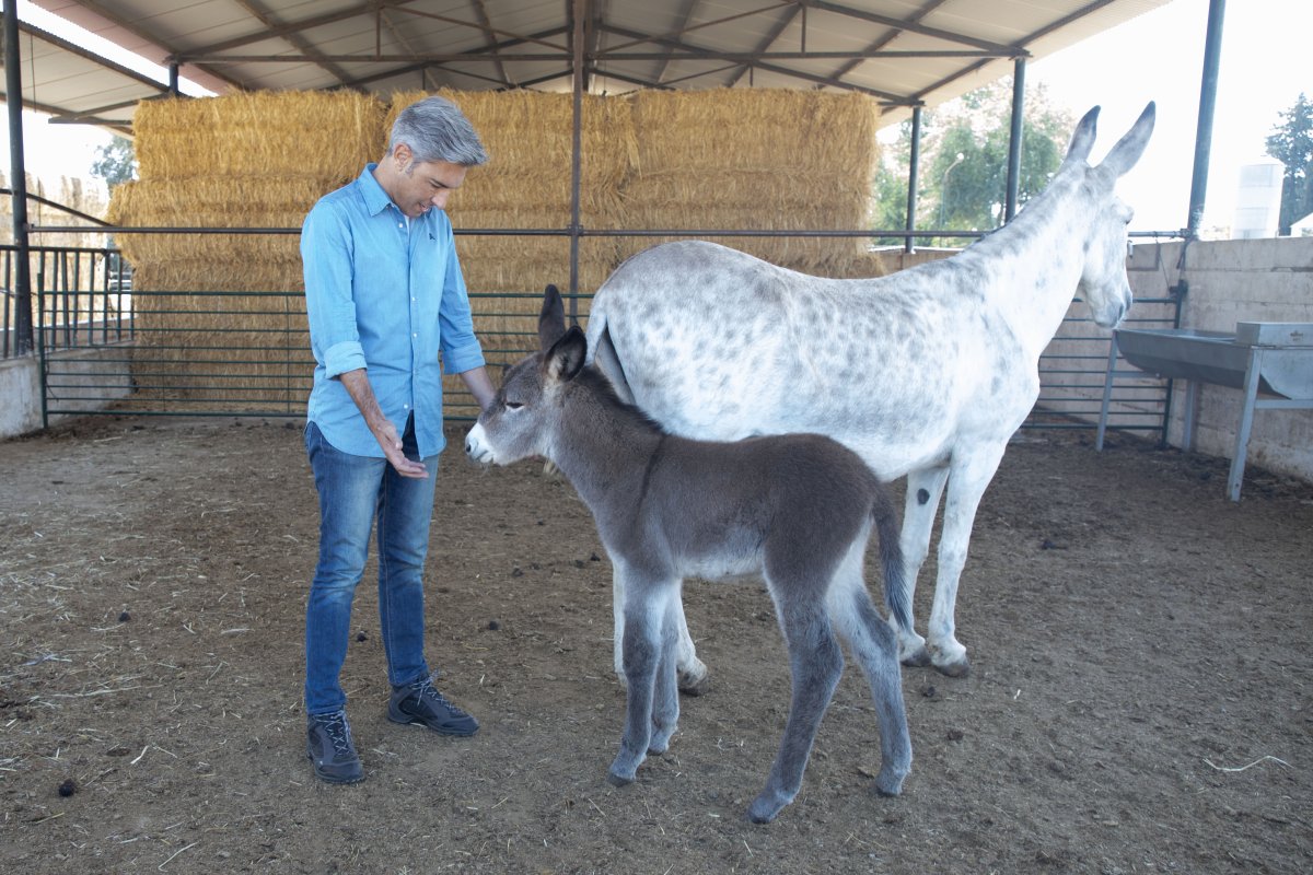 Nace "Lluvia", una burra de raza andaluza que destaca la labor de conservación del Centro Agropecuario Provincial.