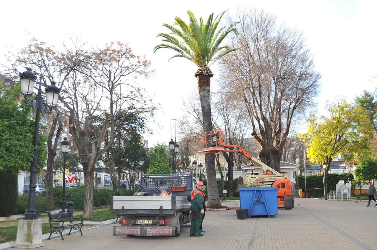 El Ayuntamiento de Lucena mejora el mantenimiento del patrimonio arbóreo con campaña de podas y recogida de naranjas.