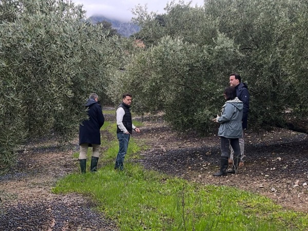 Borrascas dejan hasta un 70% de pérdidas y caminos intransitables en la Subbética