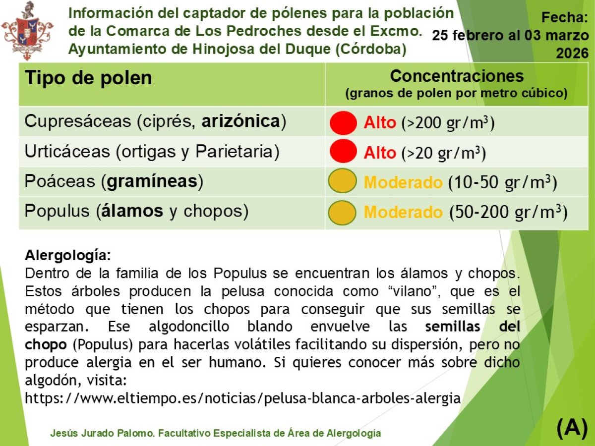 Pelusa blanca en calles: vilano de chopo, no es polen ni causa alergias