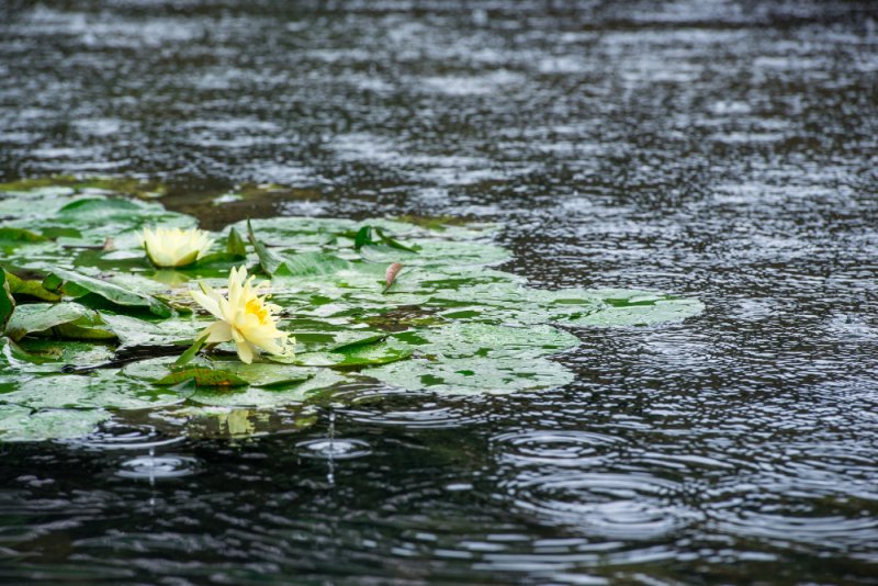 El curioso fenómeno de la lluvia de ranas: ¿Realidad o mito?