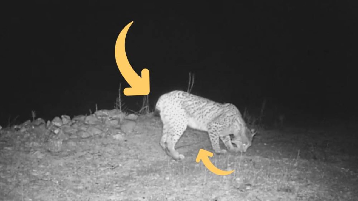 Lince Ibérico: El gran tesoro de nuestra Fauna