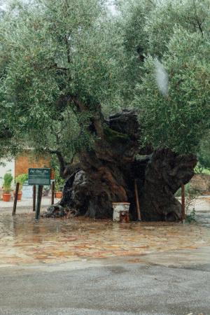 imagen de La Junta pide a agricultores y ganaderos notificar por DCAL los daños de los temporales Leonardo y Marta
