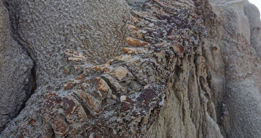 Un fósil encontrado en una ladera de Canadá podría ser un esqueleto completo de dinosaurio con la piel intacta